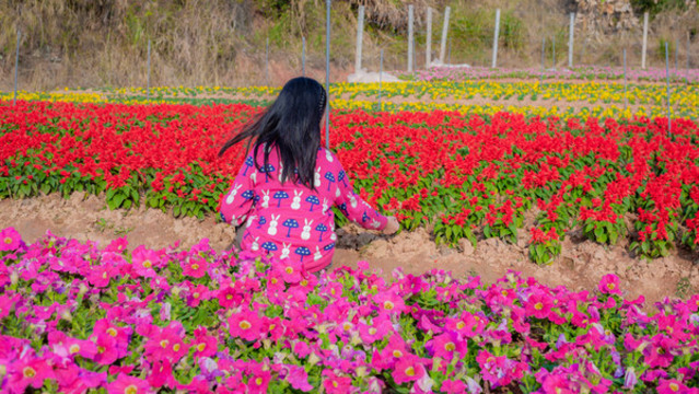 看花的孩子
