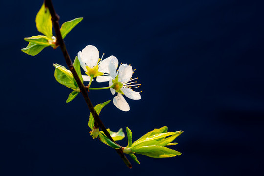 李花