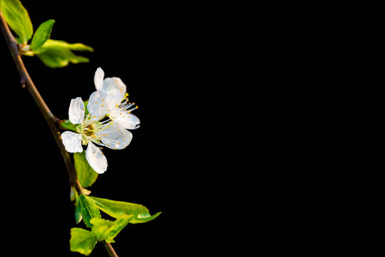 李花