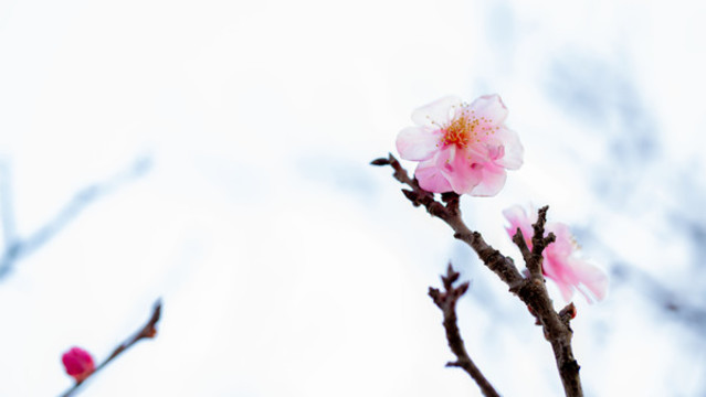 梅花