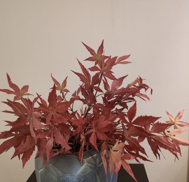 楓葉