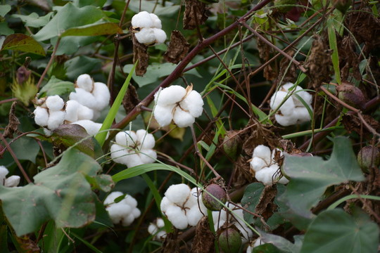棉花