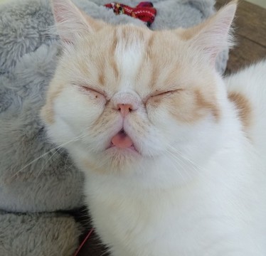 睡覺(jué)的貓