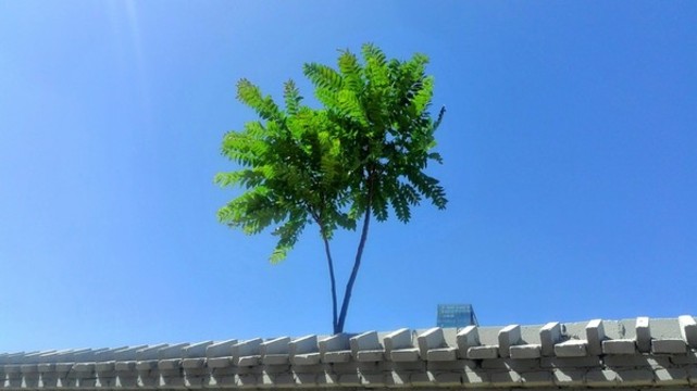 藍天綠樹