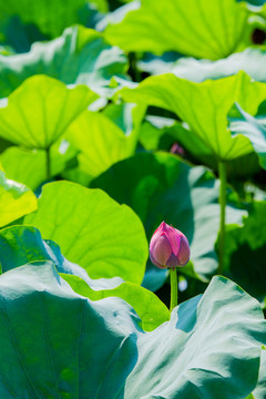 千瓣蓮花苞