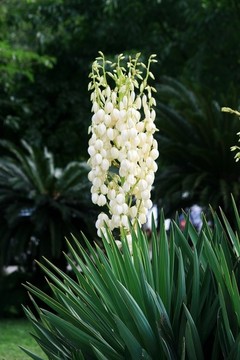 銀邊龍舌蘭花