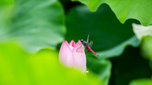 早有蜻蜓立上頭
