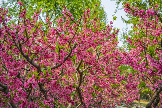 桃花高清大圖
