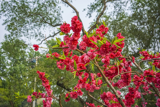 桃花高清大圖