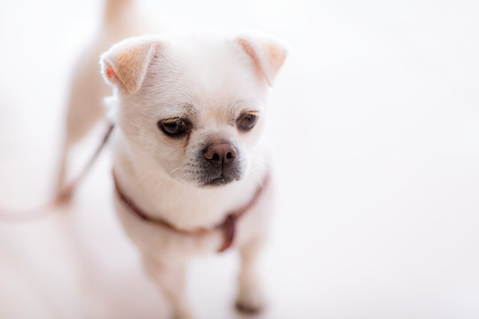 白色斗牛犬