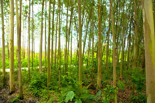 樹林