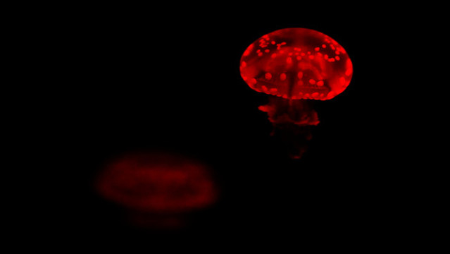 水母