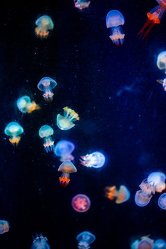 水母
