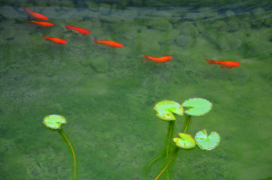 荷花池內(nèi)小金魚