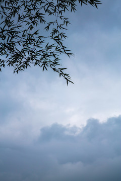 竹葉與天空