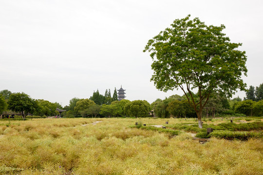 油菜籽