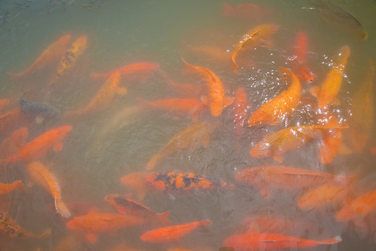 錦鯉