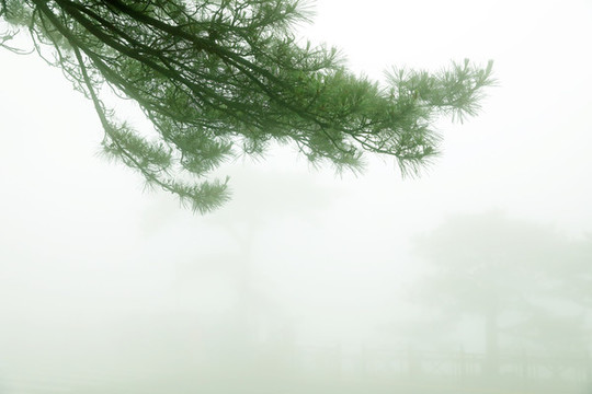 松樹(shù)背景