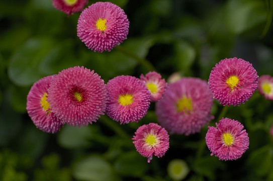 野菊花