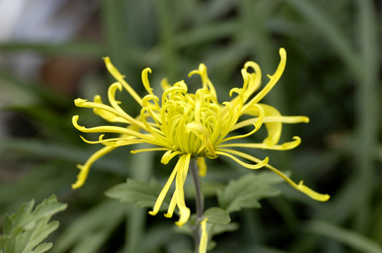 菊花