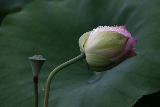 荷花荷葉