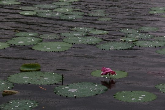 荷花荷葉