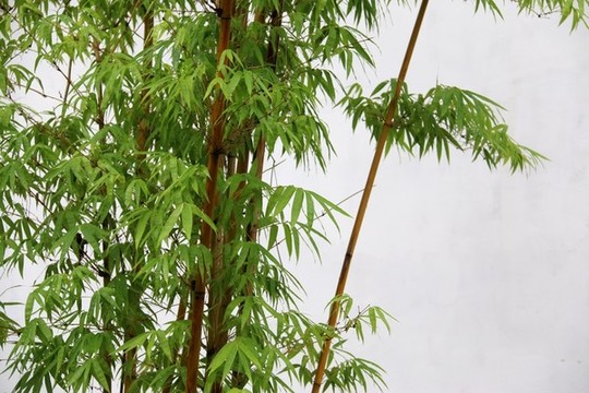竹子竹葉