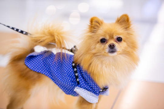 博美犬
