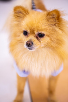 松鼠犬