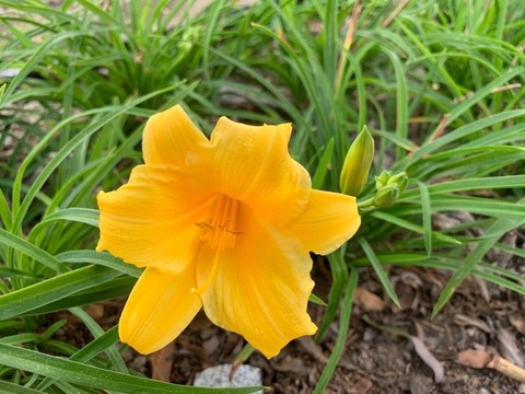 忘憂草
