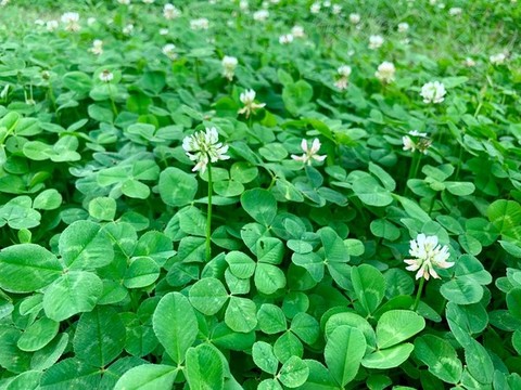 三葉草