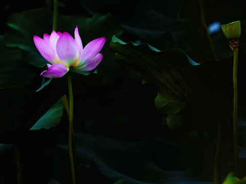 荷花
