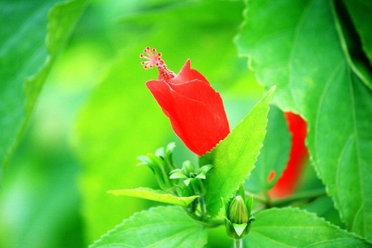 扶桑花
