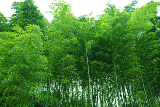 竹林