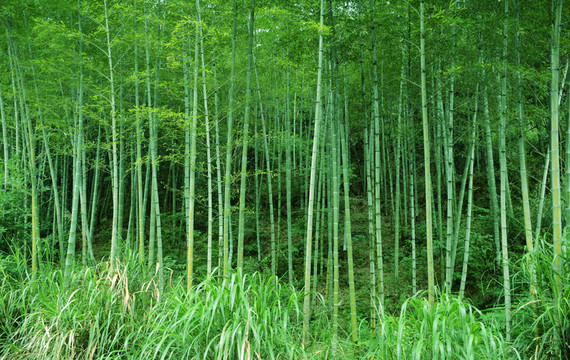 竹林