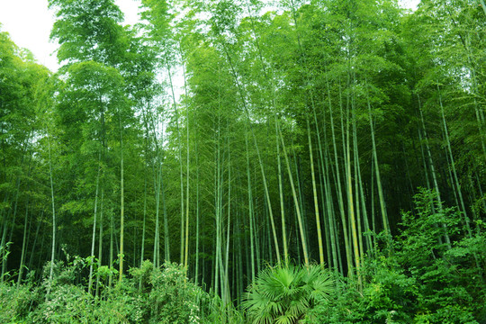 竹林