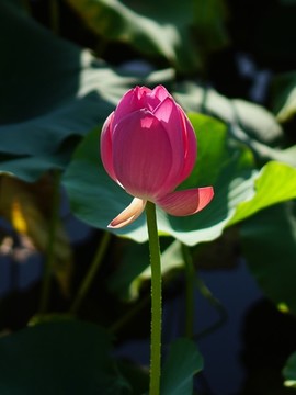 夏季荷花