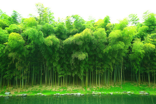 綠色竹林