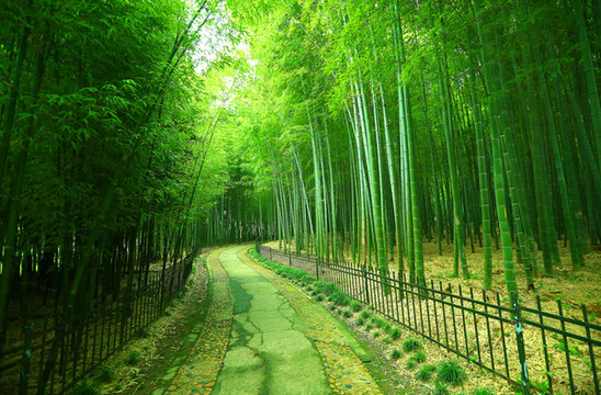 綠色竹林