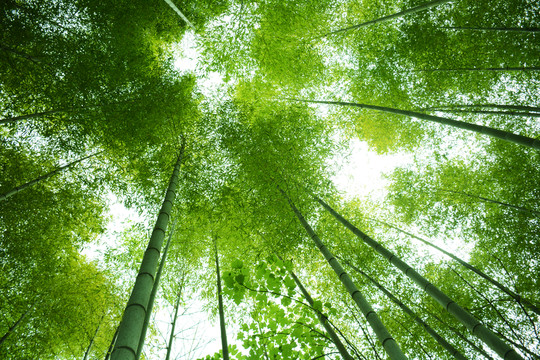 竹葉天空