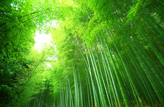 竹林
