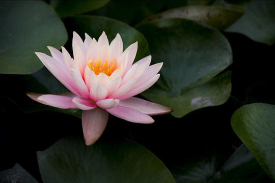 蓮花