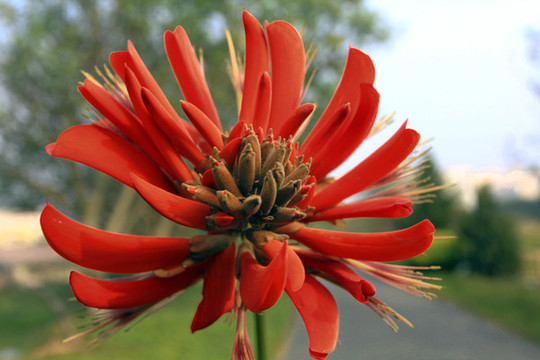 刺桐花