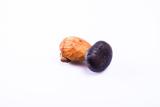黑牛肝菌新鮮云南特色野生菌