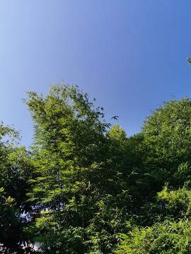 竹子