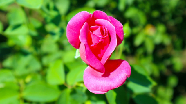 月季花