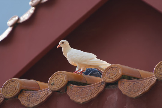 鴿子