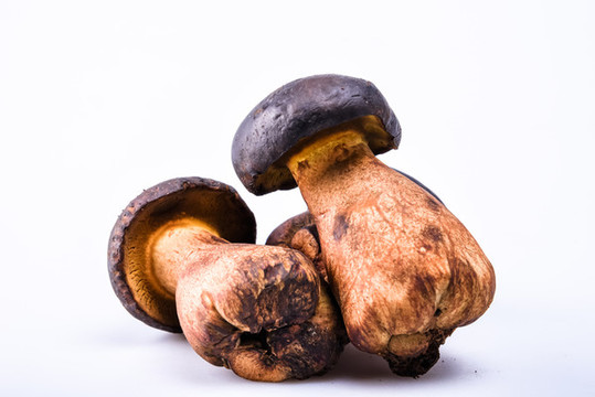 黑牛肝菌新鮮云南特色野生菌