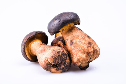 黑牛肝菌新鮮云南特色野生菌