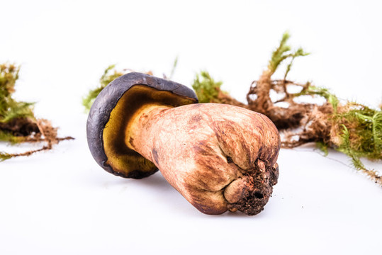 黑牛肝菌新鮮云南特色野生菌
